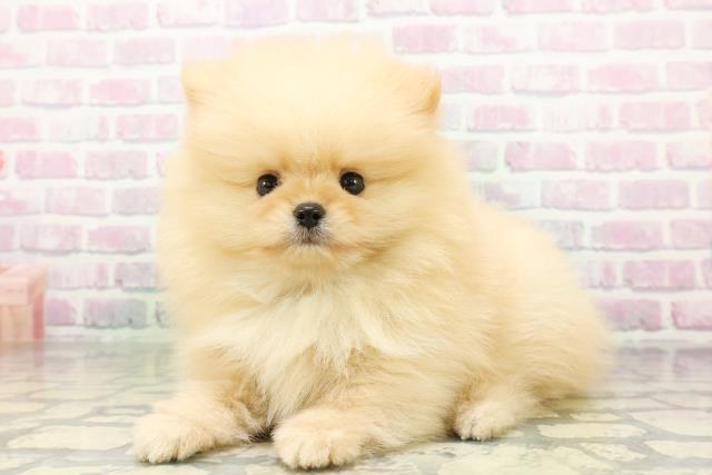 東京都のポメラニアン (Coo&RIKU中野サンモール店/2026年5月3日生まれ/男の子/クリーム)の子犬の2枚目の画像
