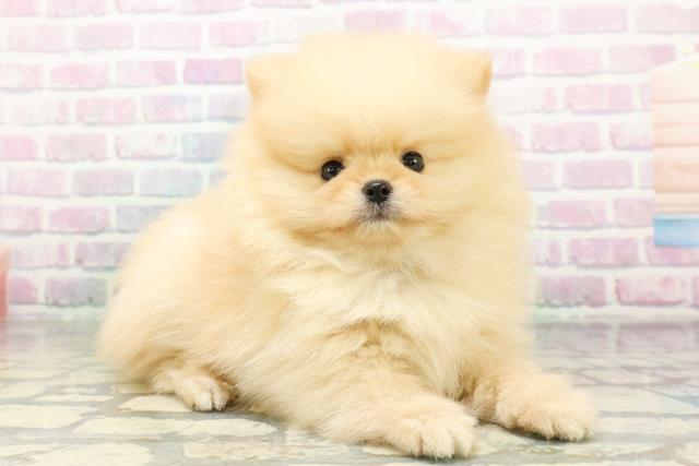 東京都のポメラニアン (Coo&RIKU中野サンモール店/2026年5月3日生まれ/男の子/クリーム)の子犬の3枚目の画像