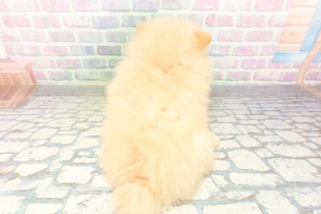 東京都のポメラニアン (Coo&RIKU中野サンモール店/2026年5月3日生まれ/男の子/クリーム)の子犬の4枚目の画像