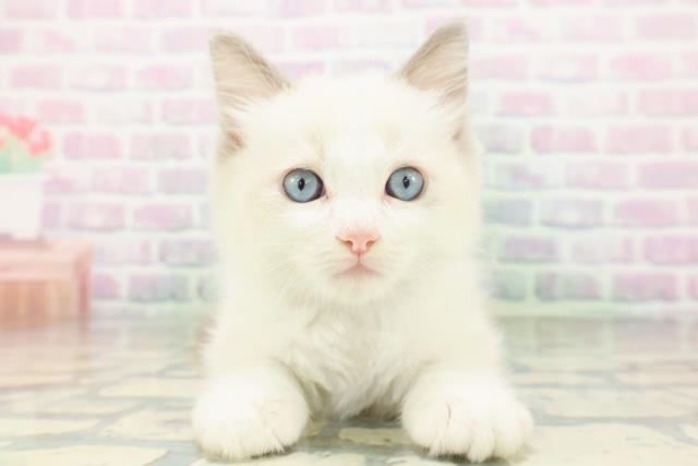 神奈川県のラグドール (Coo&RIKU長津田店/2026年4月29日生まれ/男の子/ブルーポイントバイカラー)の子猫