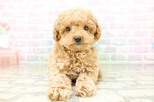 東京都のトイプードル(トイ) (Coo&RIKU赤坂店/2026年5月4日生まれ/男の子/アプリコット)の子犬の1枚目の画像