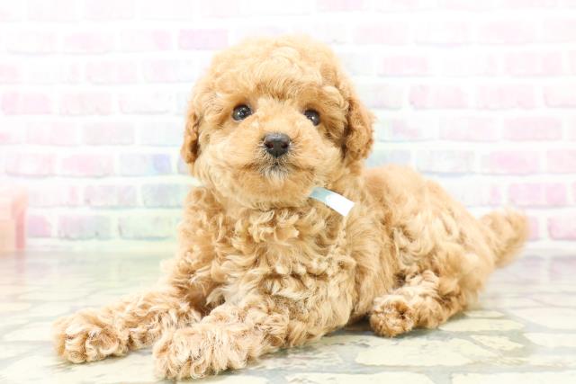 東京都のトイプードル(トイ) (Coo&RIKU赤坂店/2026年5月4日生まれ/男の子/アプリコット)の子犬の2枚目の画像