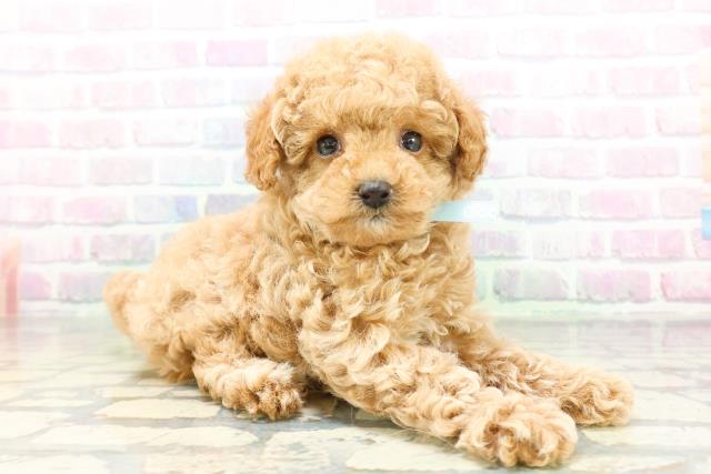東京都のトイプードル(トイ) (Coo&RIKU赤坂店/2026年5月4日生まれ/男の子/アプリコット)の子犬の3枚目の画像