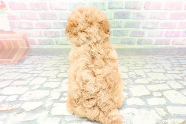 東京都のトイプードル(トイ) (Coo&RIKU赤坂店/2026年5月4日生まれ/男の子/アプリコット)の子犬の4枚目の画像