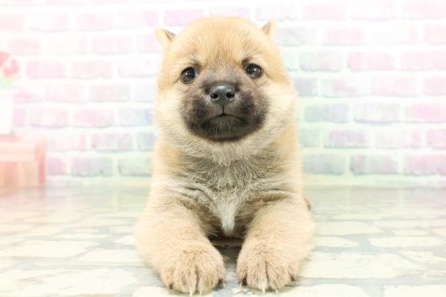 山梨県の豆柴 (Coo&RIKU甲府昭和通り店/2026年5月5日生まれ/男の子/赤)の子犬の1枚目の画像