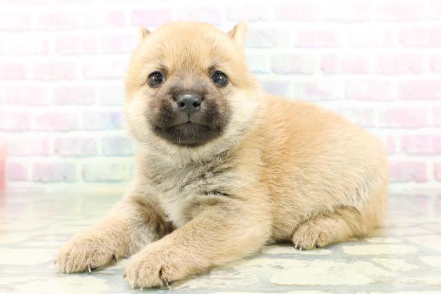 山梨県の豆柴 (Coo&RIKU甲府昭和通り店/2026年5月5日生まれ/男の子/赤)の子犬の2枚目の画像