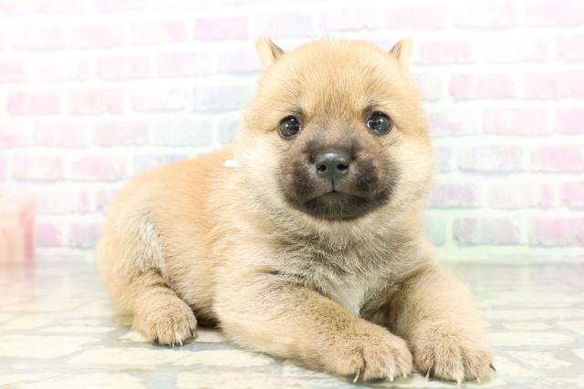 山梨県の豆柴 (Coo&RIKU甲府昭和通り店/2026年5月5日生まれ/男の子/赤)の子犬の3枚目の画像