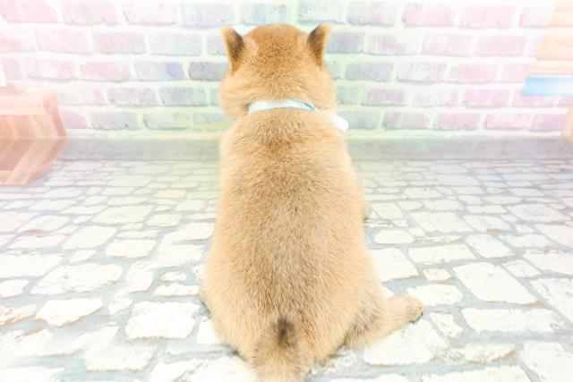 山梨県の豆柴 (Coo&RIKU甲府昭和通り店/2026年5月5日生まれ/男の子/赤)の子犬の4枚目の画像
