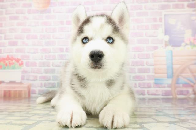 埼玉県のシベリアンハスキー (Coo&RIKU所沢店/2026年5月5日生まれ/男の子/ブラックホワイト)の子犬の1枚目の画像