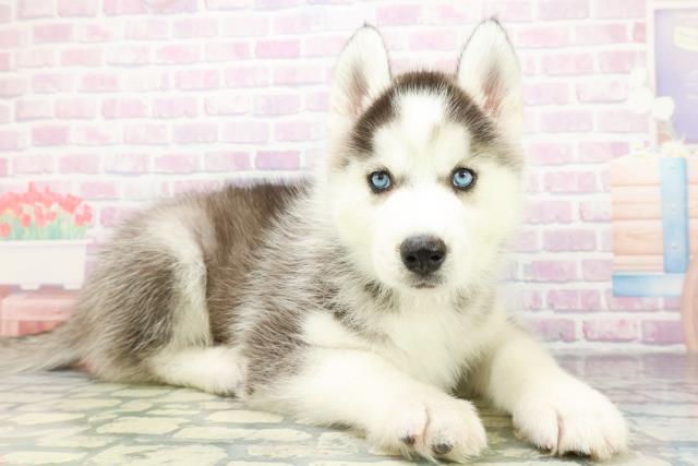埼玉県のシベリアンハスキー (Coo&RIKU所沢店/2026年5月5日生まれ/男の子/ブラックホワイト)の子犬の3枚目の画像