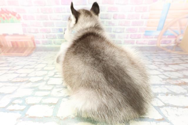 埼玉県のシベリアンハスキー (Coo&RIKU所沢店/2026年5月5日生まれ/男の子/ブラックホワイト)の子犬の4枚目の画像