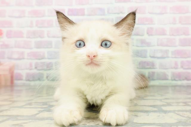 埼玉県のラグドール (Coo&RIKU大宮店/2026年5月4日生まれ/男の子/シールポイントバイカラー)の子猫の1枚目の画像
