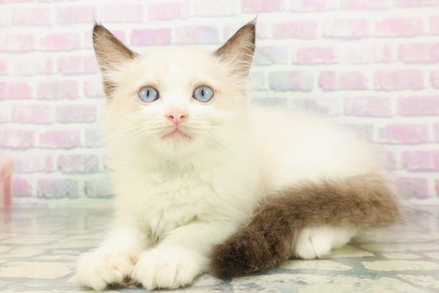 埼玉県のラグドール (Coo&RIKU大宮店/2026年5月4日生まれ/男の子/シールポイントバイカラー)の子猫の2枚目の画像