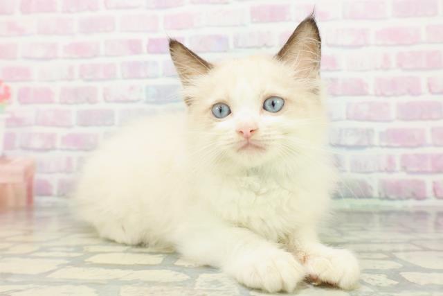 埼玉県のラグドール (Coo&RIKU大宮店/2026年5月4日生まれ/男の子/シールポイントバイカラー)の子猫の3枚目の画像