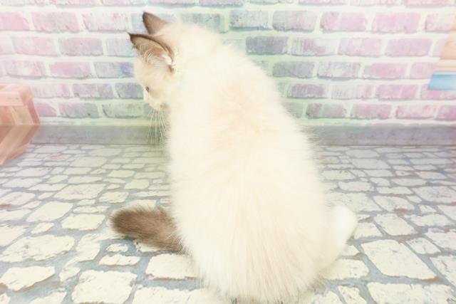 埼玉県のラグドール (Coo&RIKU大宮店/2026年5月4日生まれ/男の子/シールポイントバイカラー)の子猫の4枚目の画像