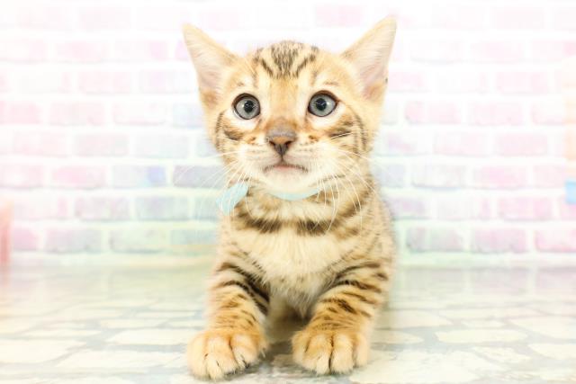 東京都のベンガル (Coo&RIKU池袋西口店/2026年5月5日生まれ/男の子/ブラウンスポットタビー)の子猫の1枚目の画像