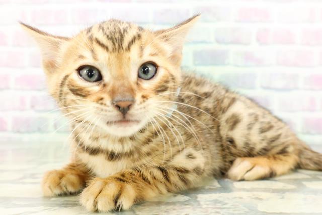 東京都のベンガル (Coo&RIKU池袋西口店/2026年5月5日生まれ/男の子/ブラウンスポットタビー)の子猫の2枚目の画像