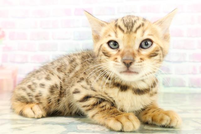 東京都のベンガル (Coo&RIKU池袋西口店/2026年5月5日生まれ/男の子/ブラウンスポットタビー)の子猫の3枚目の画像