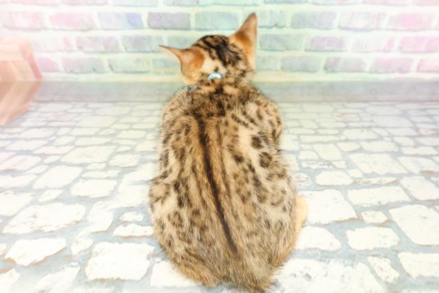 東京都のベンガル (Coo&RIKU池袋西口店/2026年5月5日生まれ/男の子/ブラウンスポットタビー)の子猫の4枚目の画像