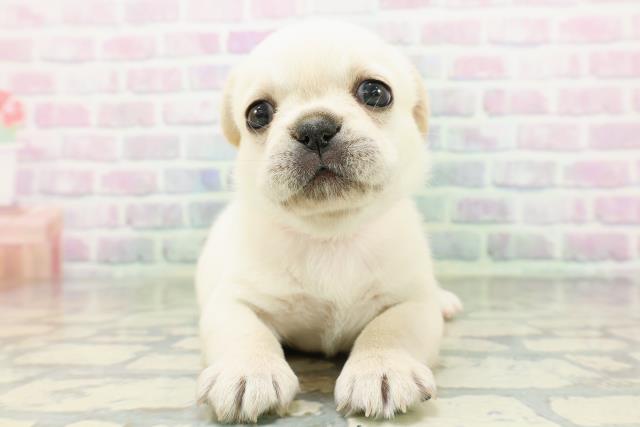 神奈川県のハーフ犬・ミックス犬 (Coo&RIKU藤沢店/2026年5月3日生まれ/女の子/クリームホワイト)の子犬