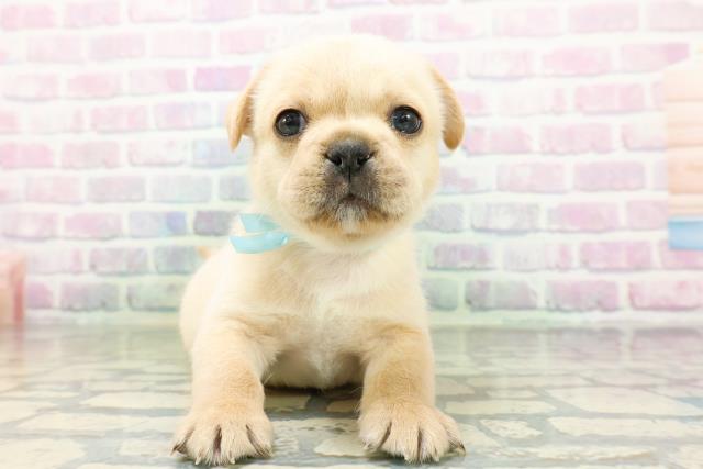 東京都のハーフ犬・ミックス犬 (Coo&RIKU府中店/2026年5月3日生まれ/男の子/クリーム)の子犬