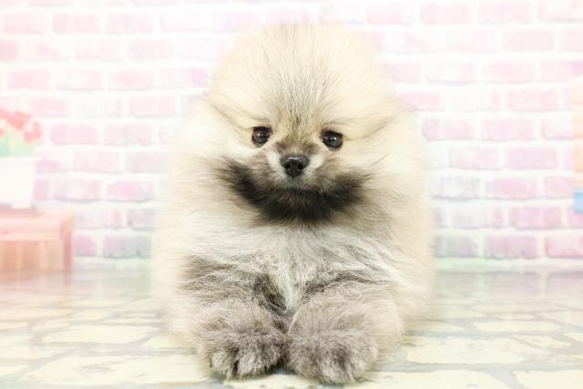 東京都のポメラニアン (Coo&RIKU下北沢店/2026年4月25日生まれ/女の子/ウルフセーブル)の子犬