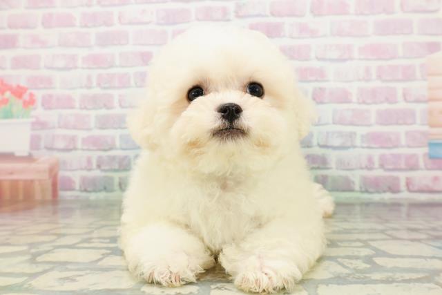栃木県のビションフリーゼ (Coo&RIKUイオンタウン佐野店/2026年4月20日生まれ/男の子/ホワイト)の子犬の1枚目の画像