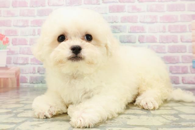 栃木県のビションフリーゼ (Coo&RIKUイオンタウン佐野店/2026年4月20日生まれ/男の子/ホワイト)の子犬の2枚目の画像