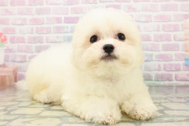 栃木県のビションフリーゼ (Coo&RIKUイオンタウン佐野店/2026年4月20日生まれ/男の子/ホワイト)の子犬の3枚目の画像
