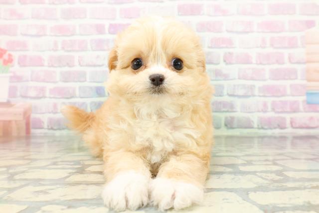 東京都のハーフ犬・ミックス犬 (Coo&RIKU吉祥寺店/2026年5月5日生まれ/女の子/クリームホワイト)の子犬