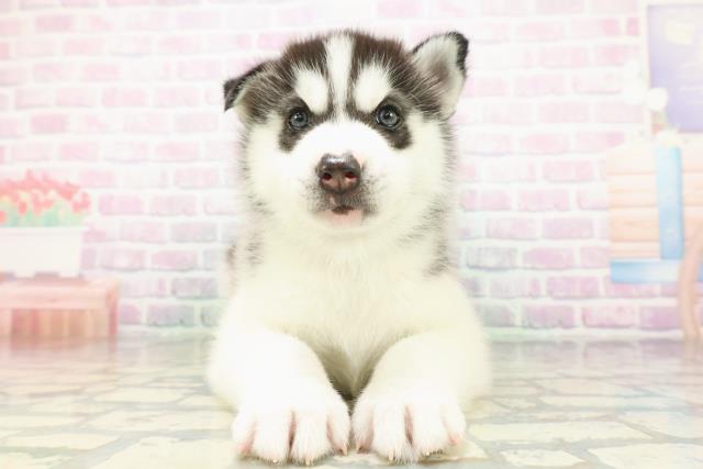 東京都のシベリアンハスキー (Coo&RIKU東久留米店/2026年5月5日生まれ/男の子/ブラックホワイト)の子犬