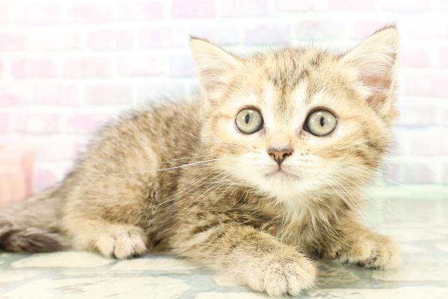 埼玉県のミヌエット (Coo&RIKU大宮店/2026年5月2日生まれ/女の子/チンチラゴールデン)の子猫の3枚目の画像