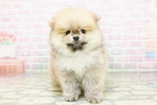 東京都のポメラニアン (Coo&RIKU武蔵小山店/2026年5月4日生まれ/男の子/クリームセーブル)の子犬
