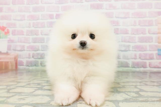 埼玉県のポメラニアン (Coo&RIKU岩槻店/2026年5月3日生まれ/女の子/ホワイト)の子犬