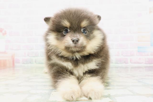 神奈川県のポメラニアン (Coo&RIKU相模原店/2026年5月5日生まれ/男の子/ブルータン)の子犬の1枚目の画像