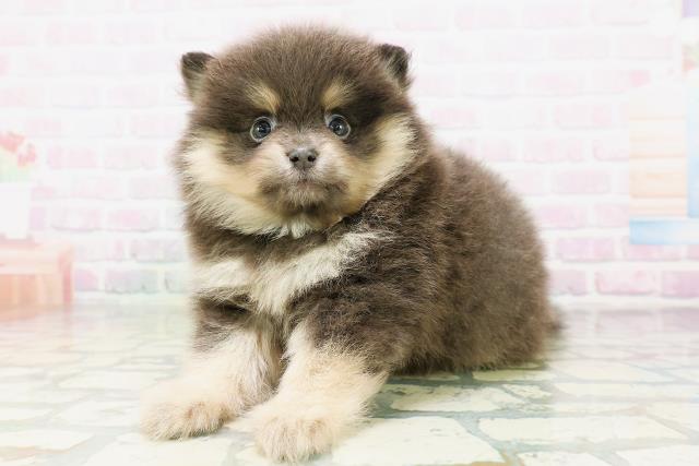 神奈川県のポメラニアン (Coo&RIKU相模原店/2026年5月5日生まれ/男の子/ブルータン)の子犬の2枚目の画像