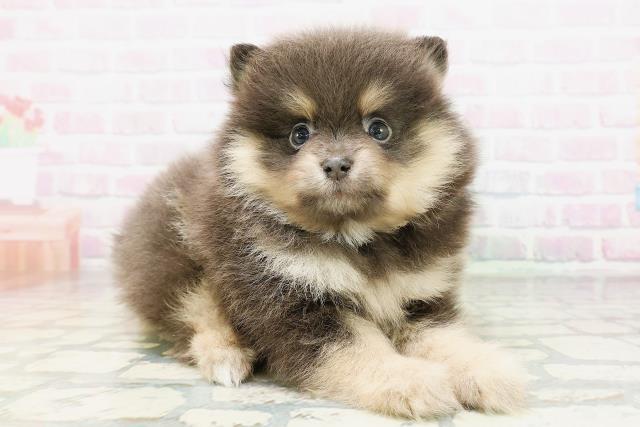 神奈川県のポメラニアン (Coo&RIKU相模原店/2026年5月5日生まれ/男の子/ブルータン)の子犬の3枚目の画像