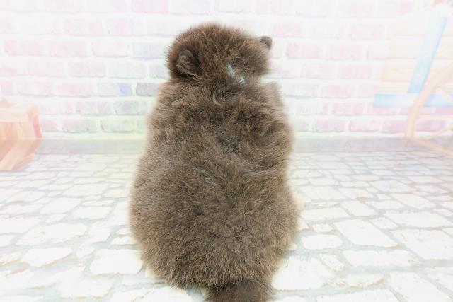 神奈川県のポメラニアン (Coo&RIKU相模原店/2026年5月5日生まれ/男の子/ブルータン)の子犬の4枚目の画像