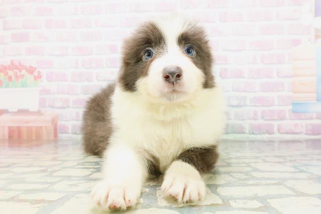 静岡県のボーダーコリー (Coo&RIKU富士店/2026年5月3日生まれ/男の子/ブルーホワイト)の子犬の1枚目の画像