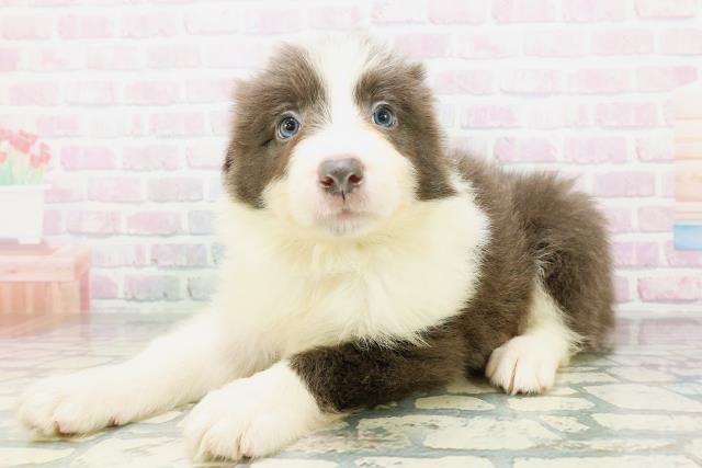 静岡県のボーダーコリー (Coo&RIKU富士店/2026年5月3日生まれ/男の子/ブルーホワイト)の子犬の2枚目の画像