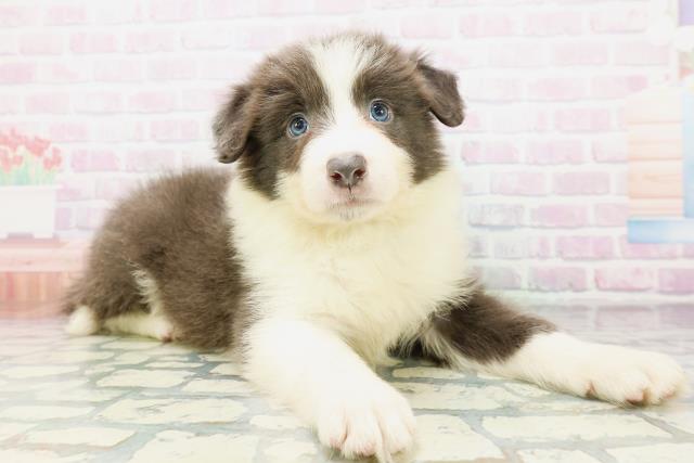 静岡県のボーダーコリー (Coo&RIKU富士店/2026年5月3日生まれ/男の子/ブルーホワイト)の子犬の3枚目の画像