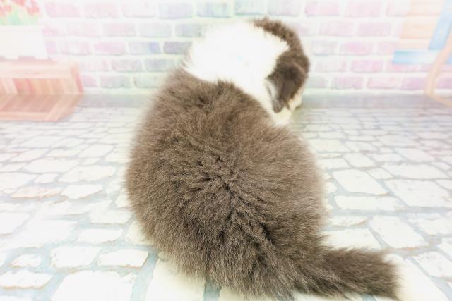 静岡県のボーダーコリー (Coo&RIKU富士店/2026年5月3日生まれ/男の子/ブルーホワイト)の子犬の4枚目の画像