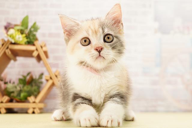 愛知県のスコティッシュフォールド (Coo&RIKU春日井店/2026年4月22日生まれ/女の子/キャリコ)の子猫