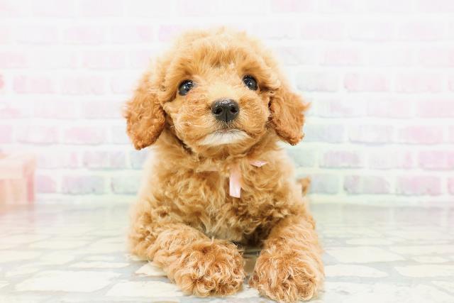 群馬県のトイプードル(トイ) (Coo&RIKU伊勢崎店/2026年4月30日生まれ/女の子/レッド)の子犬の1枚目の画像