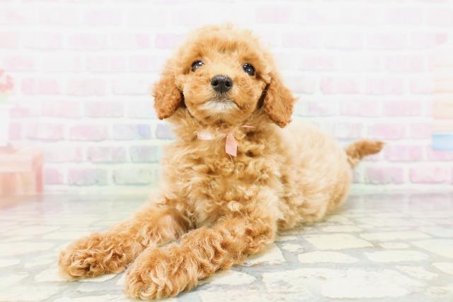 群馬県のトイプードル(トイ) (Coo&RIKU伊勢崎店/2026年4月30日生まれ/女の子/レッド)の子犬の2枚目の画像
