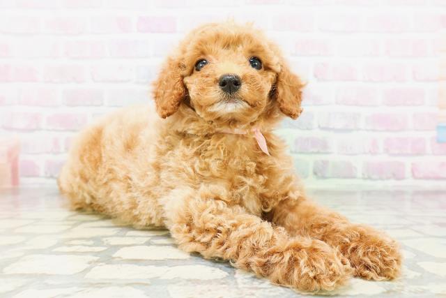 群馬県のトイプードル(トイ) (Coo&RIKU伊勢崎店/2026年4月30日生まれ/女の子/レッド)の子犬の3枚目の画像