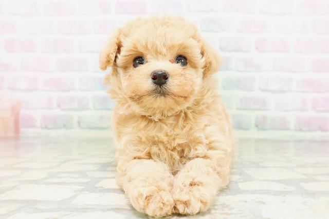 東京都のトイプードル(トイ) (Coo&RIKU赤坂店/2026年5月4日生まれ/女の子/アプリコット)の子犬の1枚目の画像