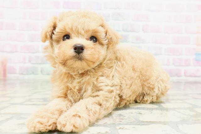 東京都のトイプードル(トイ) (Coo&RIKU赤坂店/2026年5月4日生まれ/女の子/アプリコット)の子犬の2枚目の画像