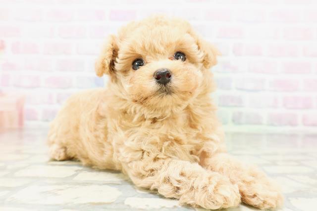 東京都のトイプードル(トイ) (Coo&RIKU赤坂店/2026年5月4日生まれ/女の子/アプリコット)の子犬の3枚目の画像