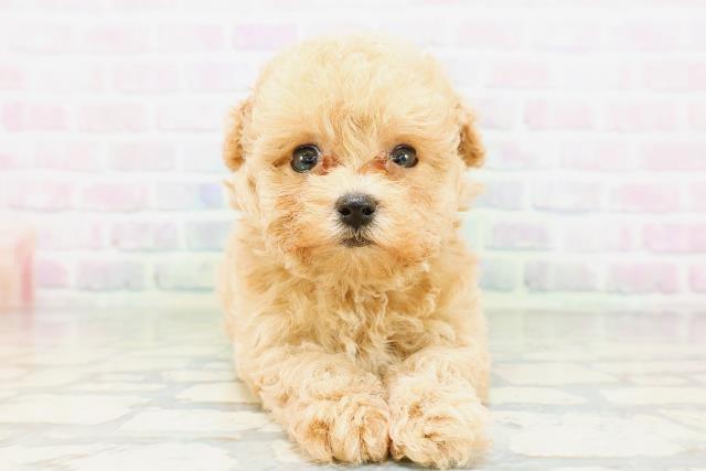 東京都のトイプードル(トイ) (Coo&RIKU赤坂店/2026年5月4日生まれ/女の子/アプリコット)の子犬の1枚目の画像